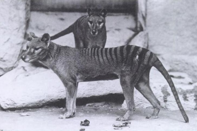 前臂表明塔斯马尼亚虎是孤独的猎手