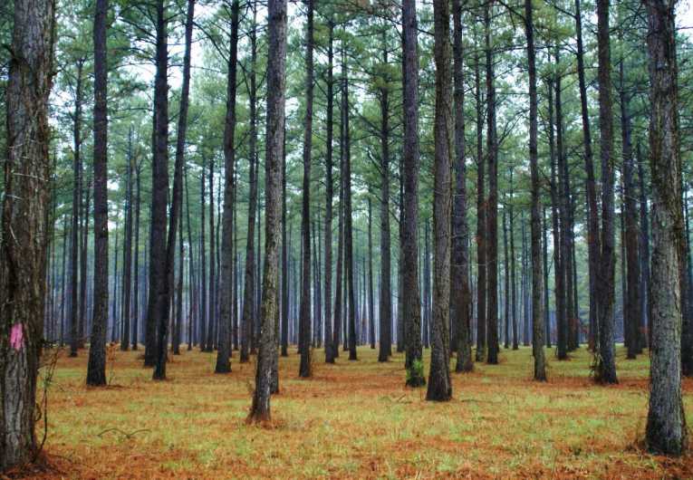 澳大利亚开始审查可持续林业