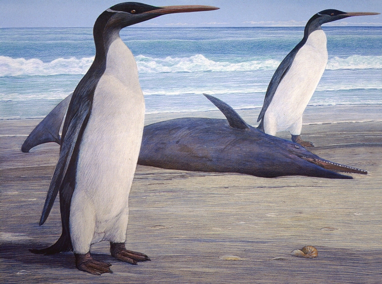 史前企鹅的化石像人类一样高