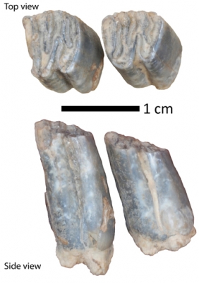 化石海狸牙齿
