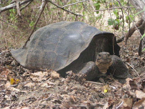 象龟和象龟的杂交，象龟是佛罗里达岛的原生物种，位于伊莎贝拉北部沃尔夫火山以南200英里处。直到最近，人们还认为大象已经灭绝了。对伊莎贝拉岛上陆龟种群的遗传分析表明，在伊莎贝拉岛上一定还存在着纯种的象皮龟