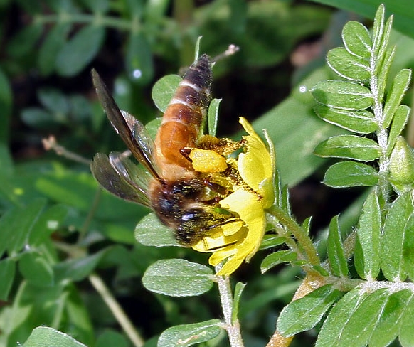 巨型蜂蜜蜜蜂（API Dorsata）