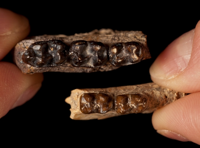 Sifrhippus的牙齿在其大小的尺寸尺寸缩小后的牙齿