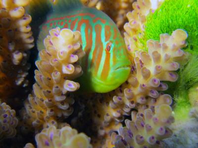 Gobidon histrio、珊瑚和他感作用的海藻
