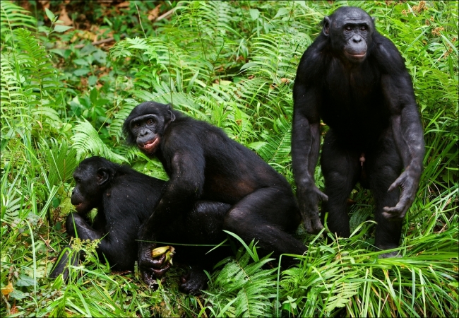 倭黑猩猩家族