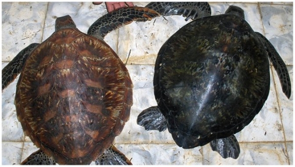 变化对应于澳大拉西亚的中部和东部/太平洋单(分别为左和右海龟)Gorgona觅食研究网站。