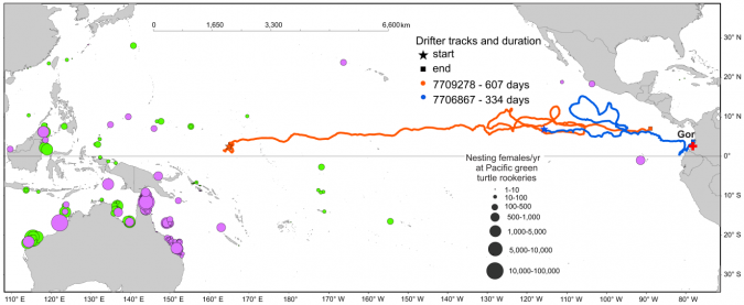 两个流浪汉跟踪启动西太平洋东部边缘的绿海龟的栖息地导致Gorgona研究站点附近地区(红十字会)。总持续时间显示数据。绿海龟假山位置和丰度来源于IOSEA海龟映射系统