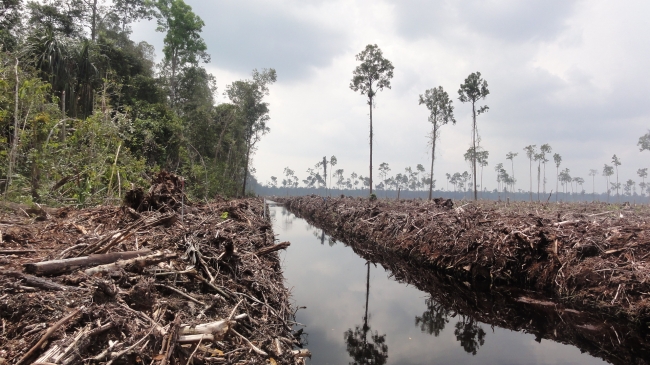 应用绿化森林砍伐。“>
        <p></p>
        <p><em>图片来源：©森林 / WWF-Indonesia的眼睛</em></p>
       </center>
       <p></p>
       <p>森林的清晰切割是对老虎（其自然栖息地快速消失），当地人（通过挨饿老虎的攻击袭击村民的攻击），泥炭沼泽生态系统的整体，甚至是整个村庄的攻击）造成了灾难性的后果，行星（由于排水是温室气体排放的重要来源）。</p>
       <p>应用程序的同样重复行为 - 即环境P.R.运动，并有意识地依赖清晰的木材供应商 - 也在印度尼西亚的其他地区也出现，对国家的环境造成了恐怖的后果，如前所示，注视着森林的报告。</p>
       <p>鉴于公司的往绩以及它根本没有足够的种植园木材为其现有工厂提供足够的供应，更不用说已经在规划委员会上的木材了，它也很可能会继续保持不变。它也不打算创建一个。</p>
       <p>不幸的是，停止应用程序的掠夺行为并不容易。毕竟，这是一个强大的巨人，其武器库中有很多武器。但是，这是希望的微光：全世界，App的许多重要客户都决定寻找另一个供应商，至少在公司清理其行为之前。我们的小鱼应该从中汲取灵感并尽我们所能。</p>
       <p></p>
       <center>
        <b><em>* * *</em></b>
       </center>
       <p></p>
       <p><em><b>应用程序提供了响应</b></em>：通过名为“<a href=