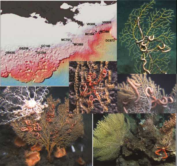 必威国际必威官网2010年11月，在不同地点观察到健康的深海珊瑚群落
