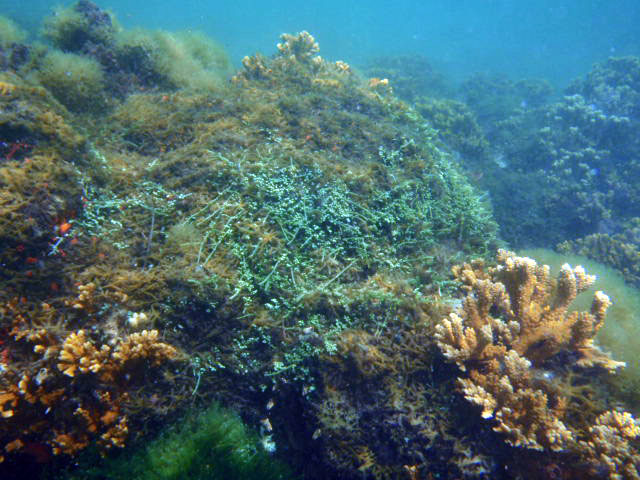 石溪大学海洋保护科学研究所(Institute for Ocean Conservation Science at Stony Brook University)赞助的一项研究显示，过去几个世纪里，不断变化的人类活动加上动态的环境，导致了夏威夷群岛珊瑚礁的衰退期和恢复期的波动。betway必威官网平台一组科学家利用珊瑚礁和岛屿社会作为社会-生态系统的模型，重建了700年的<a href=