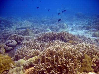 来自野生动物保护协会(Wildlife Conservatibetway必威官网平台on Society)和其他组织的研究人员发现，拥有较高珊瑚覆盖面积的珊瑚礁实际上可能濒临崩溃，尤其是那些鱼类缺乏的珊瑚礁。WCS及其合作伙伴最近的一项研究发现，在珊瑚礁崩溃之前，有8个可预测的变化序列