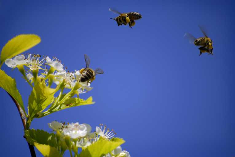 蜂蜜蜜蜂擦拭可能是由Phorid Fly引起的