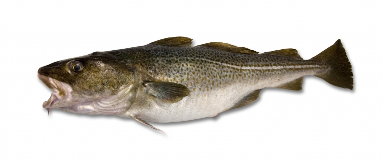 哈德逊河的鱼进化出毒性免疫