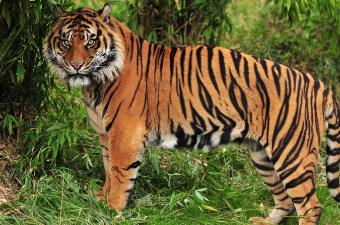 Panthera Tigris.