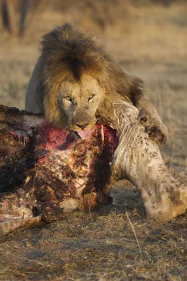 狮子吃长颈鹿