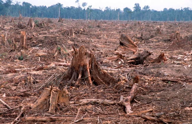 苏马特拉，印度尼西亚 - 棕榈油种植园的森林砍伐以及造纸工业的非法伐木