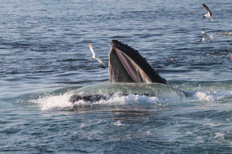 关于鲸鱼保护区的国际协议