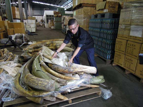 这是2011年12月在马来西亚查获的1.4吨象牙