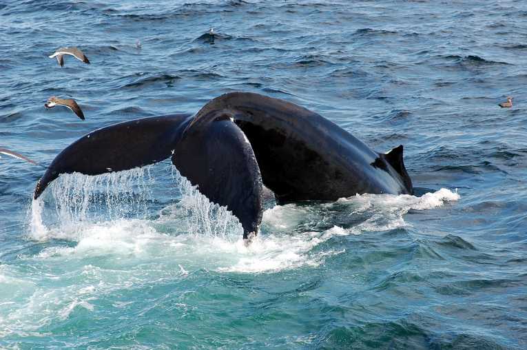 IWC应该将鲸鱼保护作为优先级-WWFbetway必威官网平台