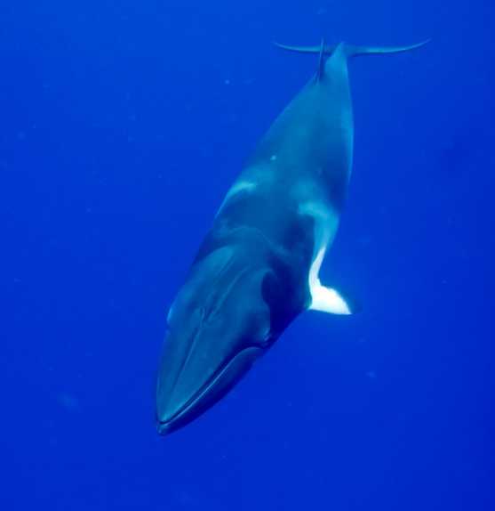 小须鲸