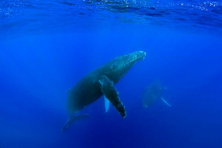 在国际捕鲸委员会，大西洋鲸鱼保护区的希望破灭了