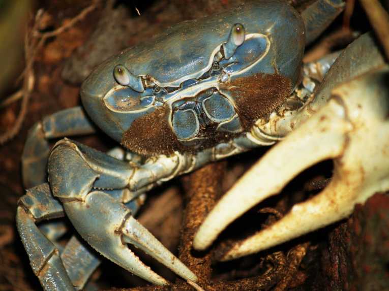 大型食肉夏威夷螃蟹被首次到达灭绝
