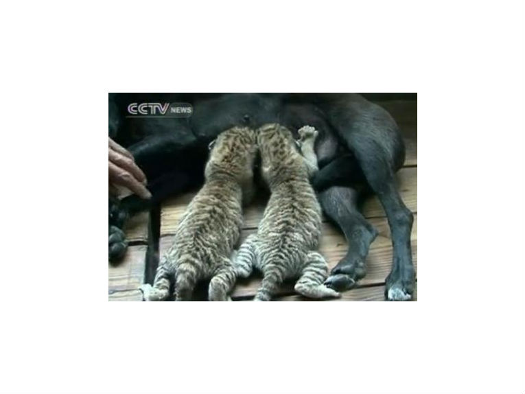 Liger Cubs获得犬母亲