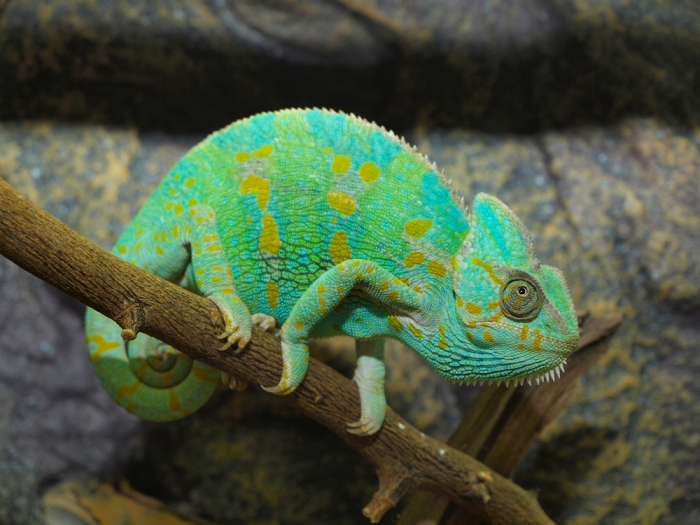 绿色变色龙是马达加斯加最成功的物种之一