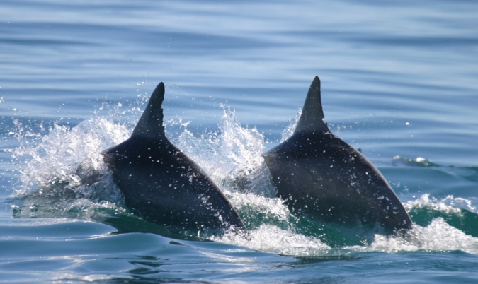 鲨鱼湾的两只宽吻海豚