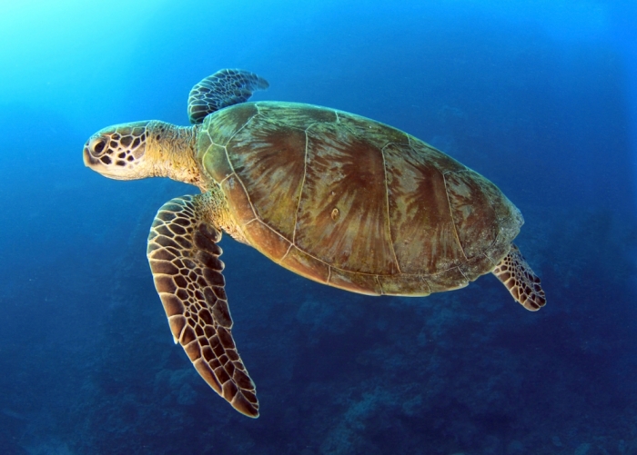 在澳大利亚水域绿海龟游自由