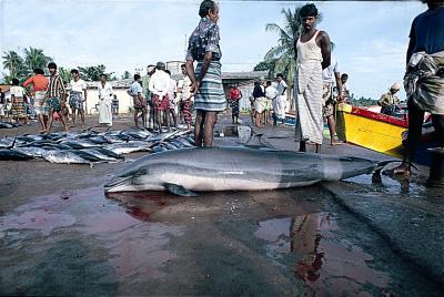 一些鲜为人知的物种，如弗雷泽海豚(如图所示，在斯里兰卡的一个渔业市场上)，正越来越多地被当作食物来利用，因为这些地区受到了粮食不安全和/或贫困的影响