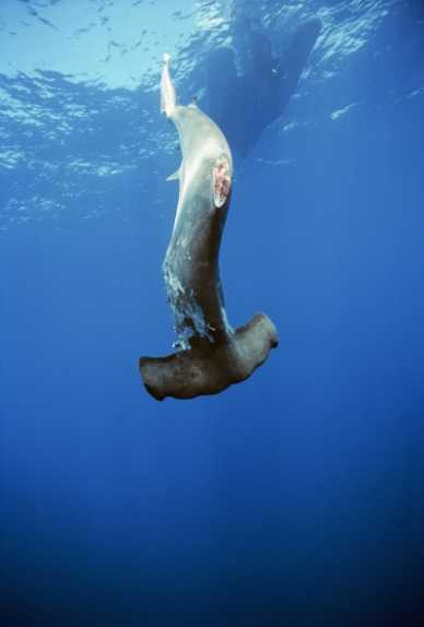 鲨鱼献身是切割鲨鱼的不必要的做法，并在海上丢弃身体。一公斤鲨鱼鳍的价格可以获得700美元