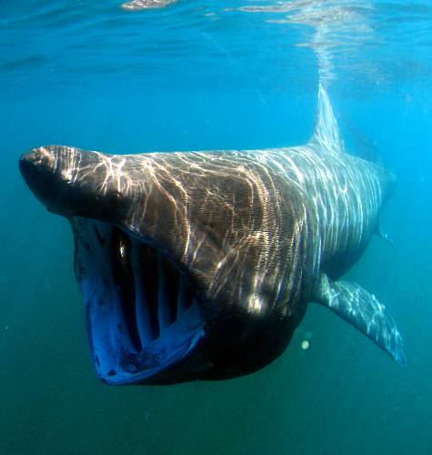 basking鲨（cetorhinus maximus）