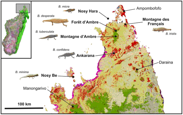 马达加斯加北部的地图，显示小枯草属的种类分布