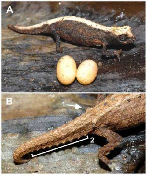 枯叶属变色龙desperata。(一)女(显示典型的枯叶属变色龙压力色)和两个最近下蛋。图显示成熟的骨盆脊椎(B)(1)和侧刺尾(2)