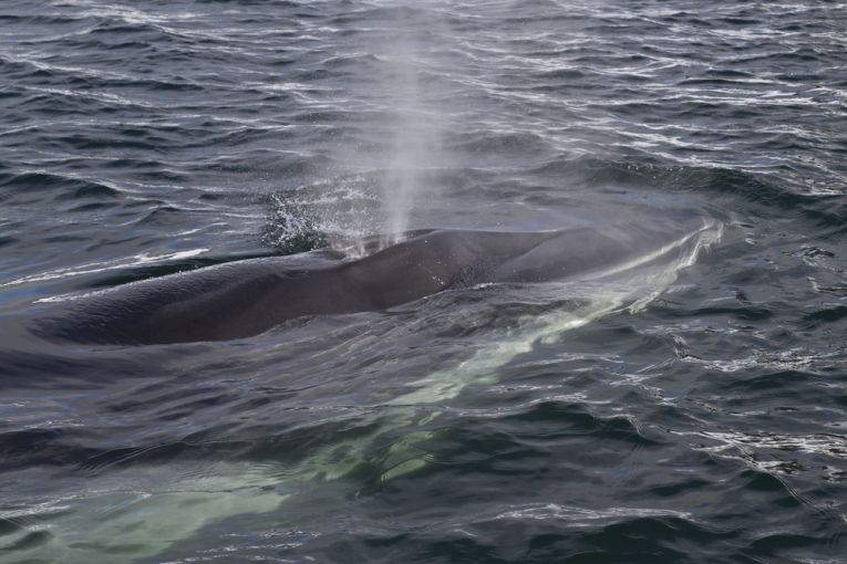 观看挪威的鲸鱼人口！