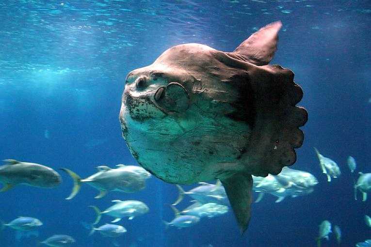 Mola Mola，Sunfish Genome是令人难以置信的！