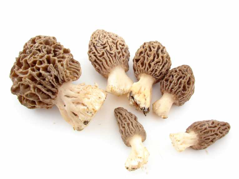 蘑菇;科学家揭示了被忽视的食物来源的盆栽历史