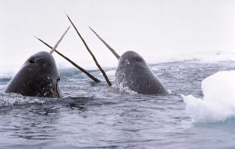 从用于探索冷冻北极水域的独角鲸