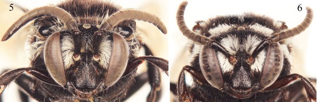 这是同一只蜜蜂的面部照片，五只雄，六只雌。所有物种都有相似的面部照片