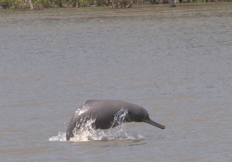 亚洲罕见淡水海豚的新守卫