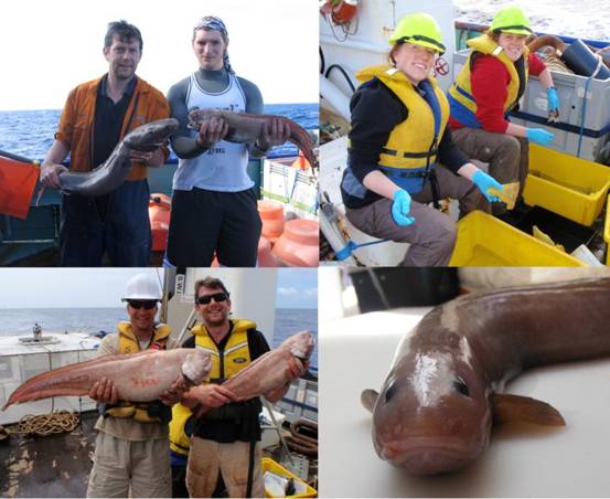Oceanlab的Alan Jamieson和Thom Linley，还有2000万的一些鱼，Niki Lacey和Heather Ritchie加工了Amphipod Catches，第一任官员Steve Bailey和Alan和Alan和两个大型Cusk Eels，来自3500m，以及4250m eel Pout的新物种。