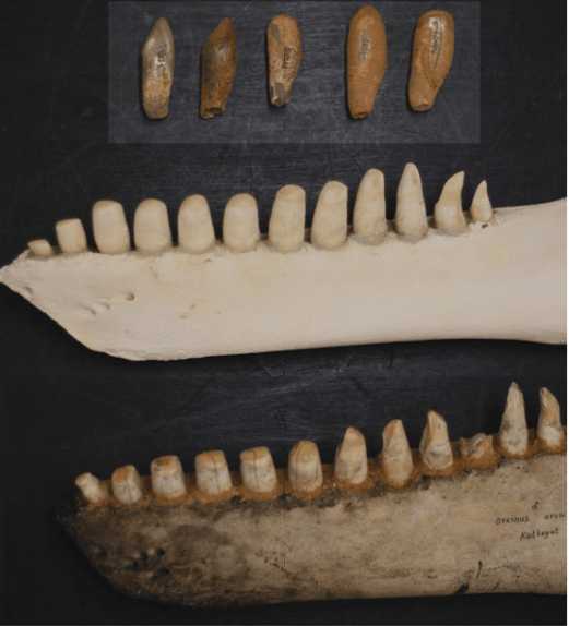 虎鲸的牙齿