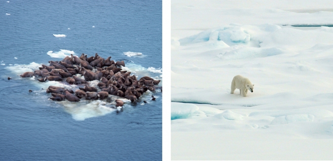 白令海的海象和海冰上的北极熊