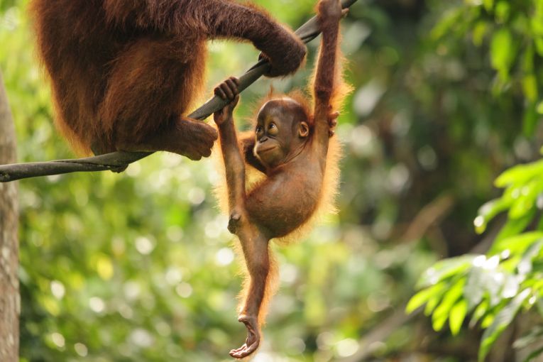 orangs在苏门答腊举行威胁