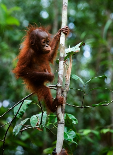 婴孩猩猩（Pongo pygmaeus）在树摆动。印度尼西亚婆罗洲