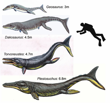 为西欧存在的四个世代的最大体长的生命重新设计。从上到下分别为:巨型地龙(Geosaurus giganteus)、达科龙(Dakosaurus maximus)、木犀龙(Torvoneustes carpenteri)和曼塞利蛇(Plesiosuchus manselii)。这位人类潜水员身高1.8米。所有L重建都是Dmitry Bogdanov