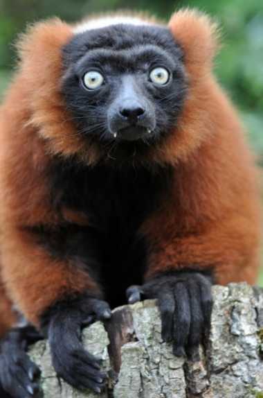 Red-ruffed狐猴