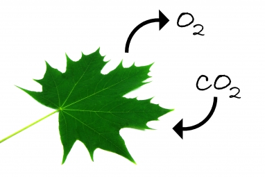 植物碳汇，二氧化碳光合作用