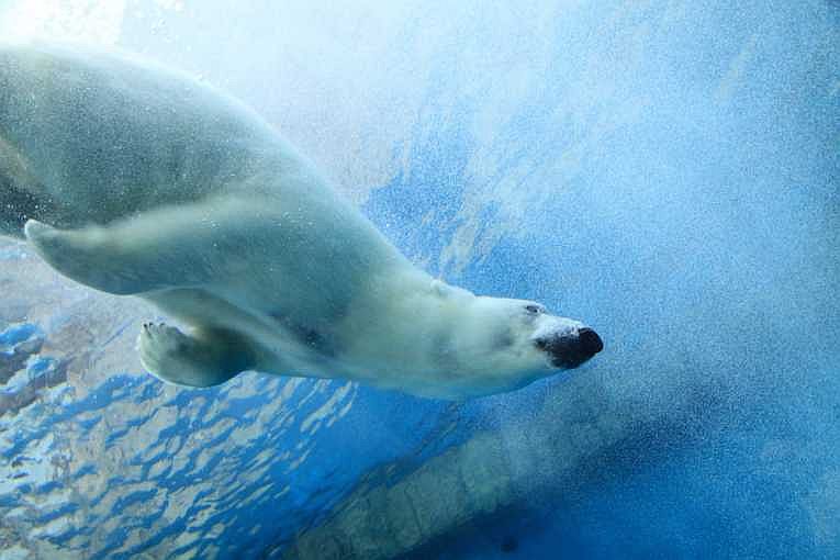 北极熊的未来 - 我们可以节省什么？